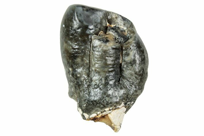 Fossil Desmostylus Tooth (Hippo-Like Animal) - California #241164